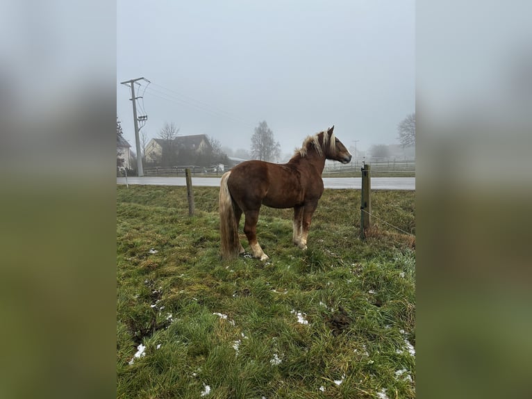 Południowoniemiecki koń zimnokrwisty Wałach 11 lat 175 cm Kasztanowata in Gunzenhausen