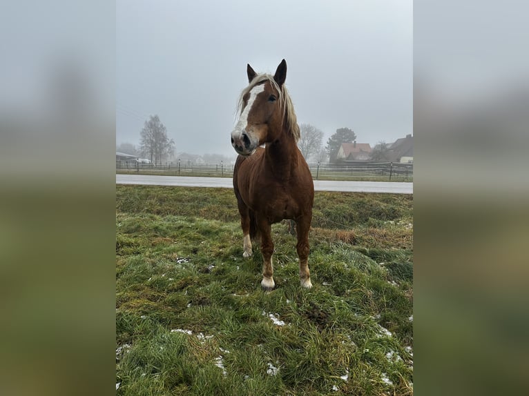 Południowoniemiecki koń zimnokrwisty Wałach 11 lat 175 cm Kasztanowata in Gunzenhausen