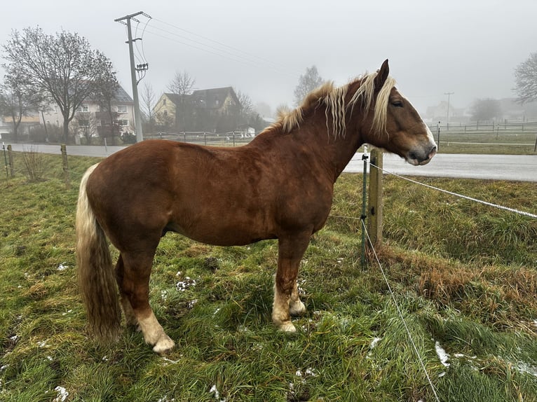 Południowoniemiecki koń zimnokrwisty Wałach 11 lat 175 cm Kasztanowata in Gunzenhausen