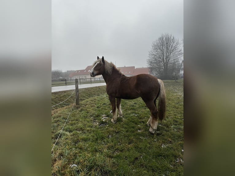 Południowoniemiecki koń zimnokrwisty Wałach 11 lat 175 cm Kasztanowata in Gunzenhausen