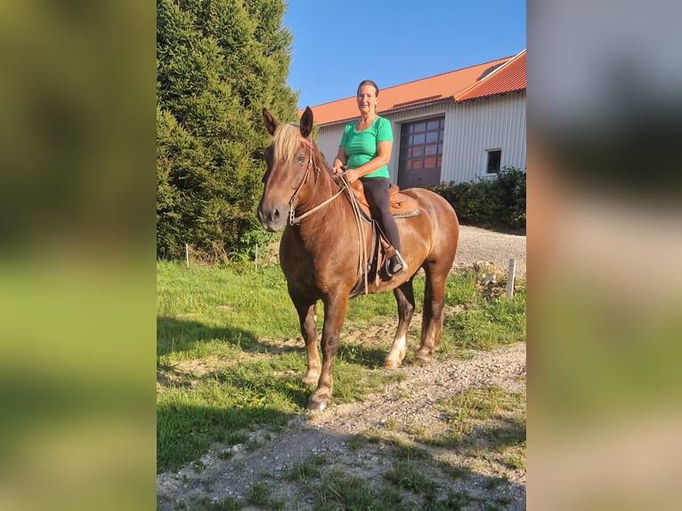 Południowoniemiecki koń zimnokrwisty Wałach 16 lat 165 cm Ciemnokasztanowata in Au in der Hallertau