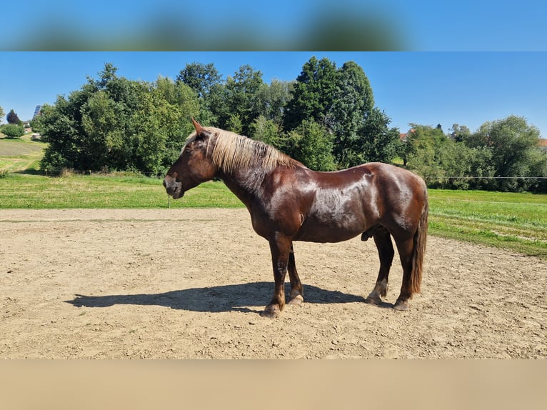 Południowoniemiecki koń zimnokrwisty Wałach 16 lat 165 cm Ciemnokasztanowata in Au in der Hallertau