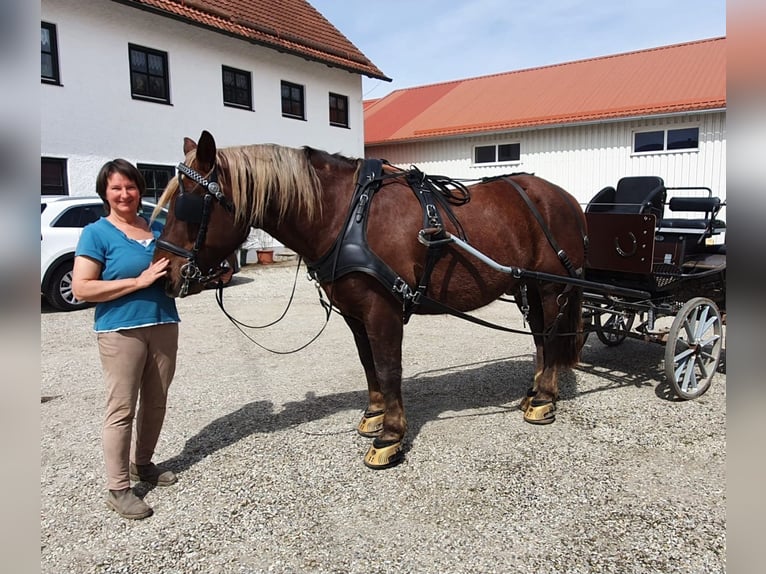 Południowoniemiecki koń zimnokrwisty Wałach 16 lat 165 cm Ciemnokasztanowata in Au in der Hallertau