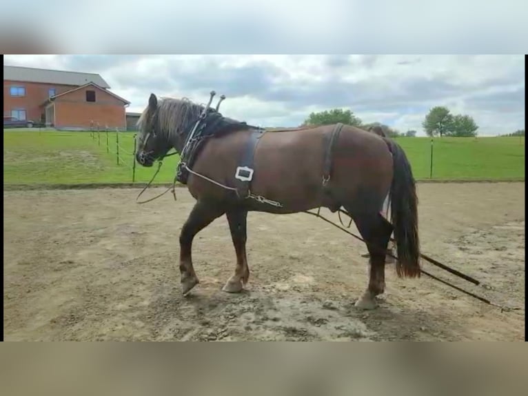 Południowoniemiecki koń zimnokrwisty Wałach 16 lat 165 cm Ciemnokasztanowata in Au in der Hallertau