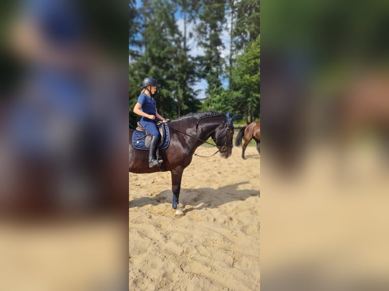 Południowoniemiecki koń zimnokrwisty Wałach 17 lat 163 cm Gniada in Tangstedt