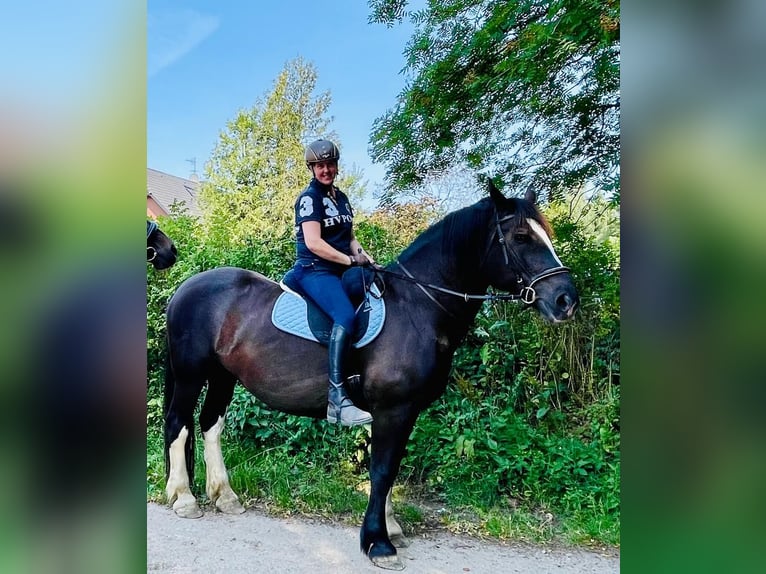 Południowoniemiecki koń zimnokrwisty Wałach 18 lat 163 cm Gniada in Tangstedt/ Rade