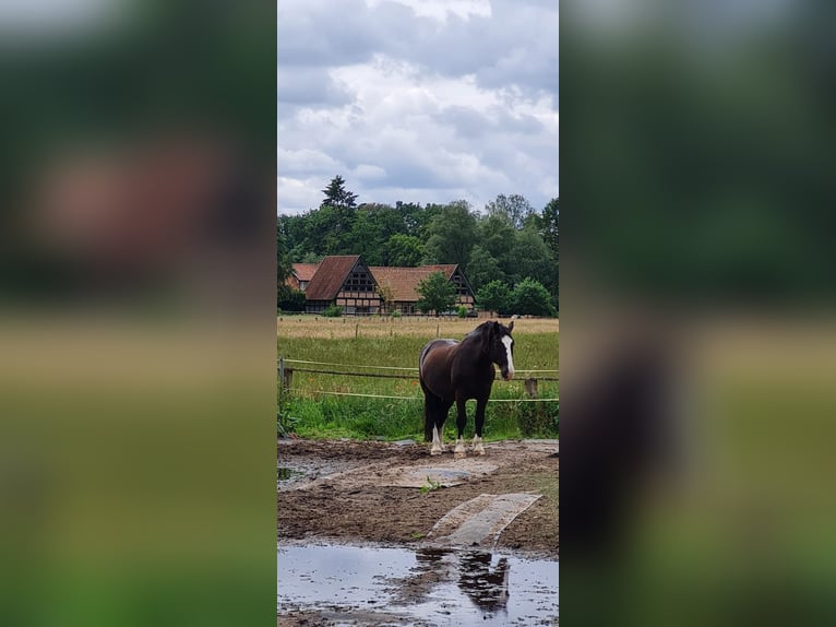 Południowoniemiecki koń zimnokrwisty Wałach 18 lat 163 cm Gniada in Tangstedt/ Rade