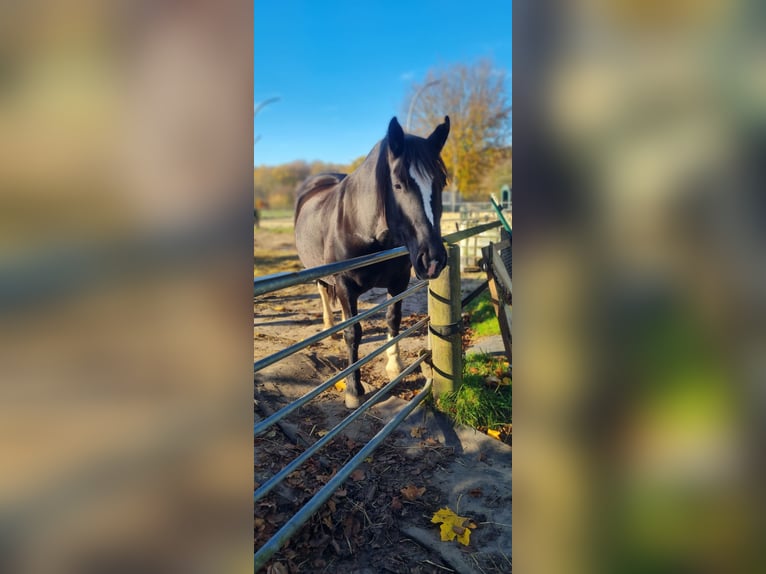 Południowoniemiecki koń zimnokrwisty Wałach 18 lat 163 cm Gniada in Tangstedt/ Rade