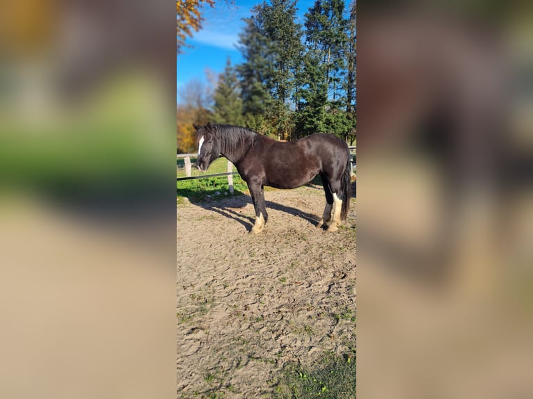 Południowoniemiecki koń zimnokrwisty Wałach 18 lat 163 cm Gniada in Tangstedt/ Rade