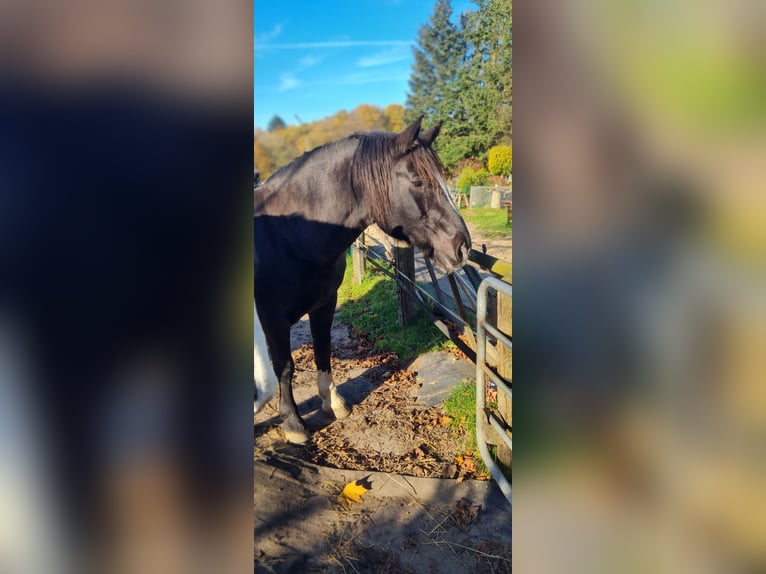 Południowoniemiecki koń zimnokrwisty Wałach 18 lat 163 cm Gniada in Tangstedt/ Rade