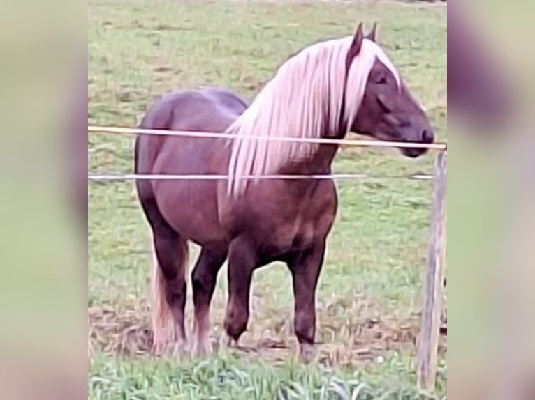 Południowoniemiecki koń zimnokrwisty Wałach 2 lat 155 cm Ciemnokasztanowata in Abtsgmünd