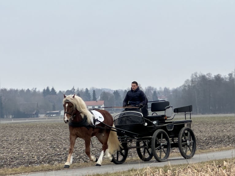 Południowoniemiecki koń zimnokrwisty Wałach 3 lat 156 cm Kasztanowata in Riedlingen