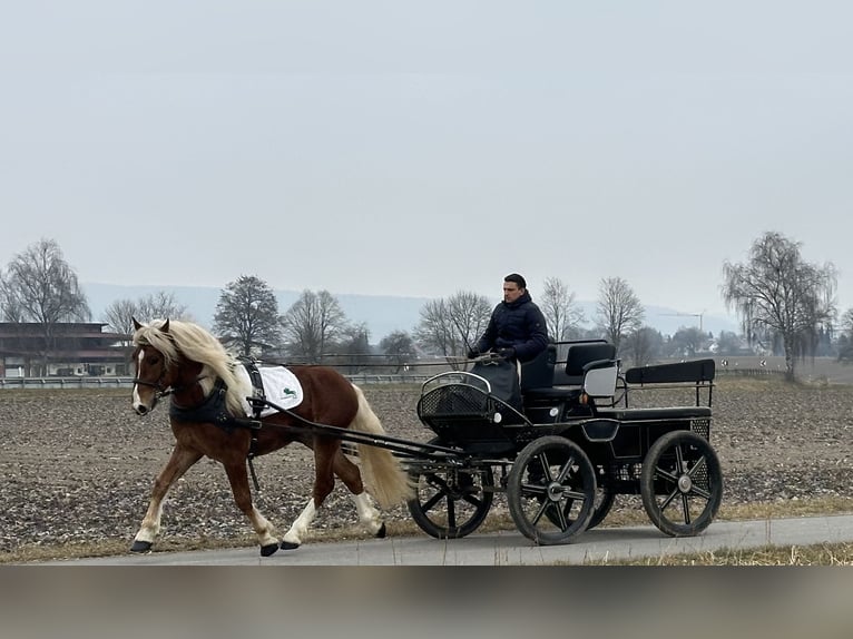 Południowoniemiecki koń zimnokrwisty Wałach 3 lat 156 cm Kasztanowata in Riedlingen