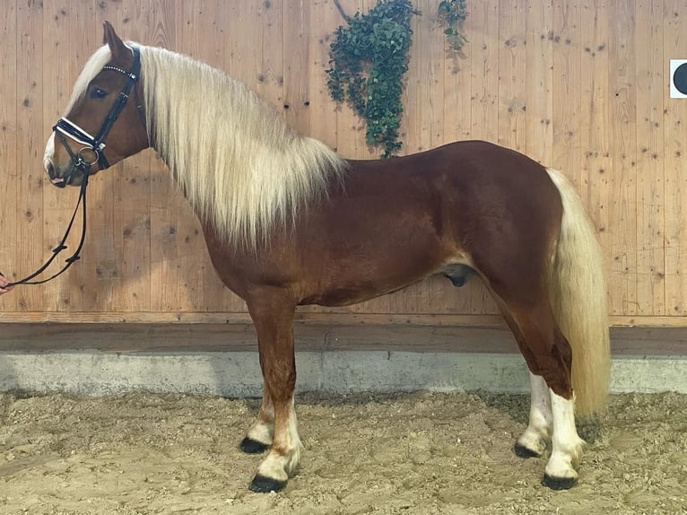 Południowoniemiecki koń zimnokrwisty Wałach 3 lat 156 cm Kasztanowata in Riedlingen