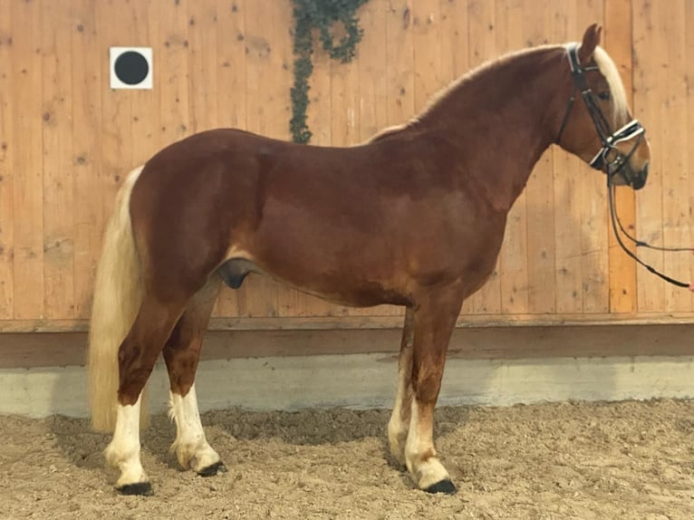 Południowoniemiecki koń zimnokrwisty Wałach 3 lat 156 cm Kasztanowata in Riedlingen