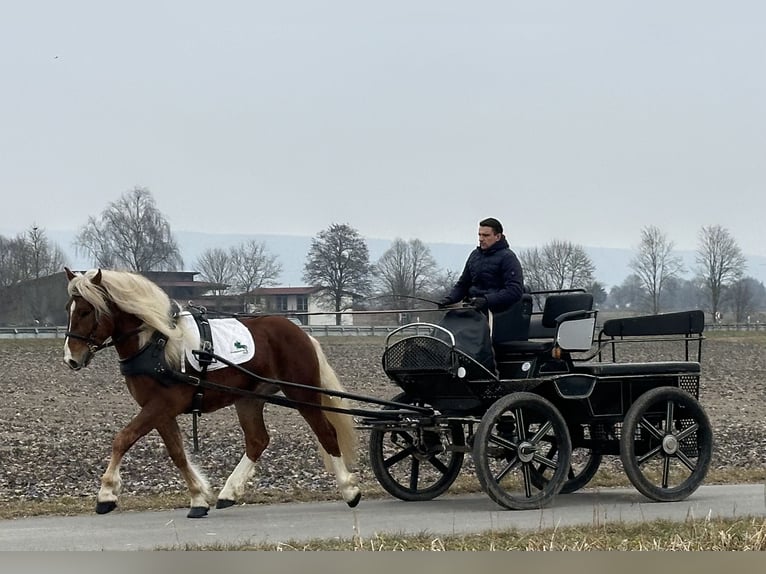 Południowoniemiecki koń zimnokrwisty Wałach 3 lat 156 cm Kasztanowata in Riedlingen