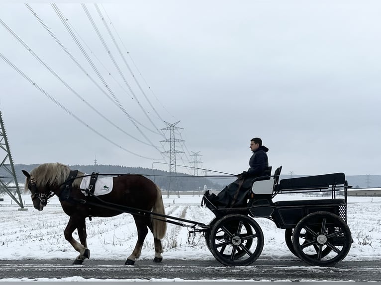 Południowoniemiecki koń zimnokrwisty Wałach 3 lat 164 cm Ciemnokasztanowata in Riedlingen