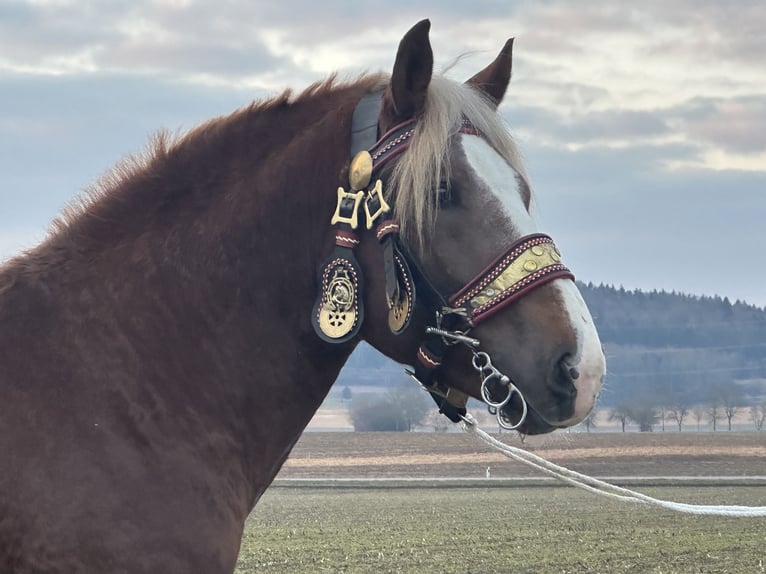 Południowoniemiecki koń zimnokrwisty Wałach 3 lat 164 cm Ciemnokasztanowata in Riedlingen