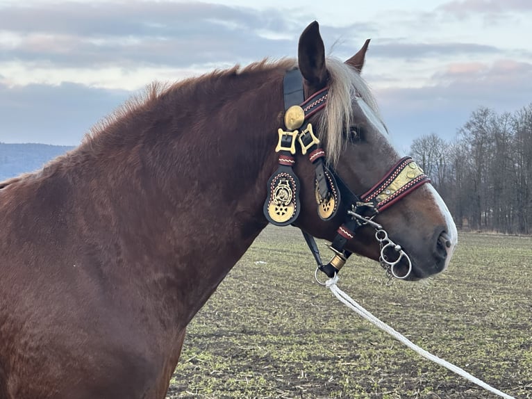 Południowoniemiecki koń zimnokrwisty Wałach 3 lat 164 cm Ciemnokasztanowata in Riedlingen