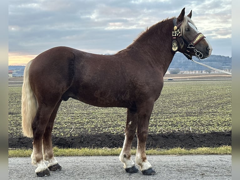 Południowoniemiecki koń zimnokrwisty Wałach 3 lat 164 cm Ciemnokasztanowata in Riedlingen