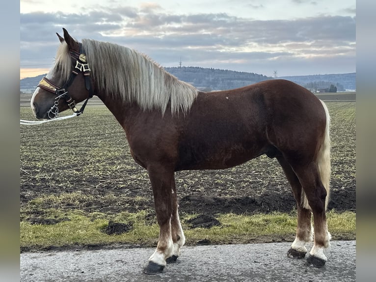 Południowoniemiecki koń zimnokrwisty Wałach 3 lat 164 cm Ciemnokasztanowata in Riedlingen