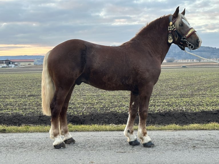 Południowoniemiecki koń zimnokrwisty Wałach 3 lat 164 cm Ciemnokasztanowata in Riedlingen