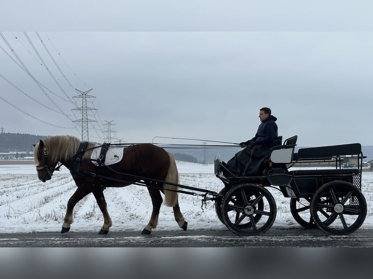 Południowoniemiecki koń zimnokrwisty Wałach 3 lat 164 cm Ciemnokasztanowata in Riedlingen