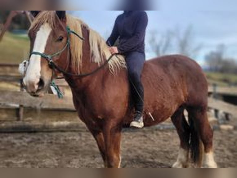 Południowoniemiecki koń zimnokrwisty Wałach 3 lat 166 cm Ciemnokasztanowata in Missen-Wilhams