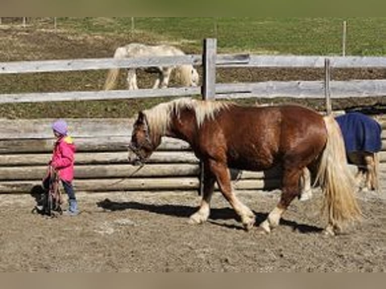 Południowoniemiecki koń zimnokrwisty Wałach 3 lat 166 cm Ciemnokasztanowata in Missen-Wilhams