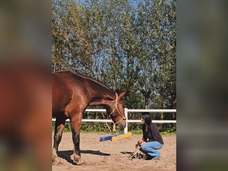 Południowoniemiecki koń zimnokrwisty Wałach 3 lat 170 cm Gniada in Engden