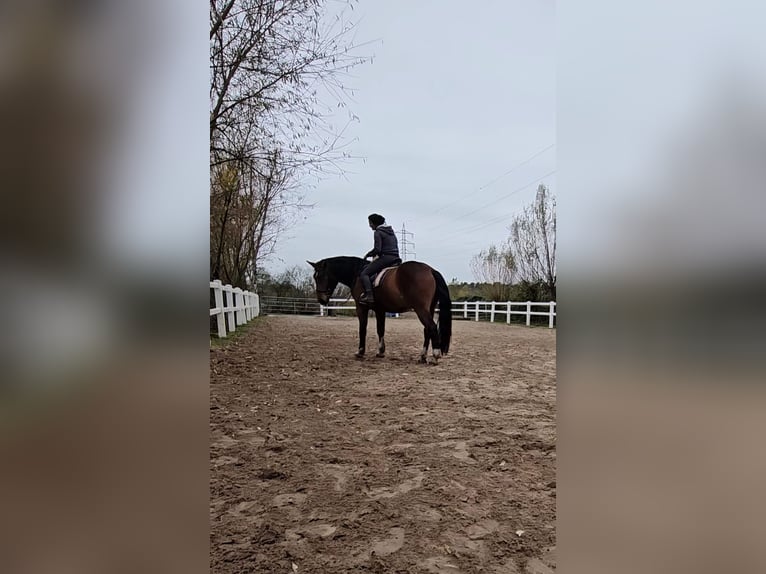 Południowoniemiecki koń zimnokrwisty Wałach 3 lat 170 cm Gniada in Engden