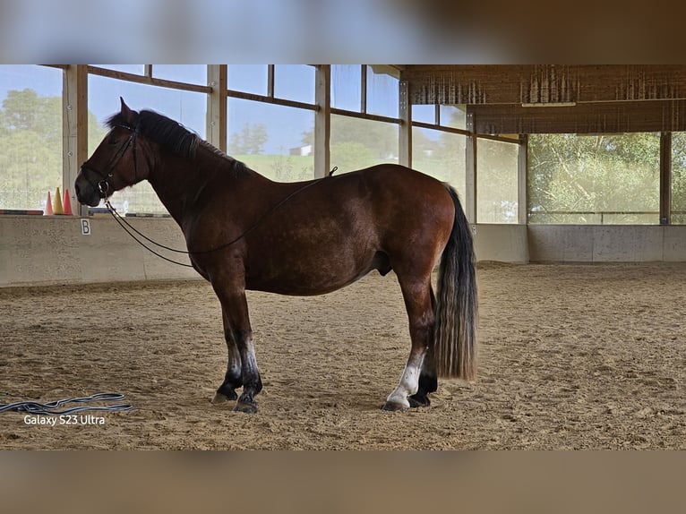 Południowoniemiecki koń zimnokrwisty Wałach 4 lat 166 cm Gniada in Vilsheim
