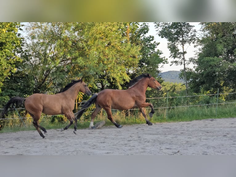 Południowoniemiecki koń zimnokrwisty Wałach 4 lat 168 cm Gniada in Stadlern