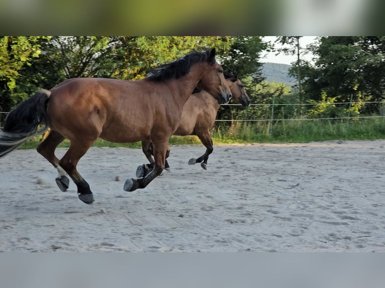 Południowoniemiecki koń zimnokrwisty Wałach 4 lat 168 cm Gniada in Stadlern