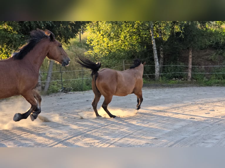 Południowoniemiecki koń zimnokrwisty Wałach 4 lat 168 cm Gniada in Stadlern