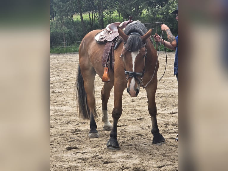 Południowoniemiecki koń zimnokrwisty Wałach 4 lat 168 cm Gniada in Stadlern