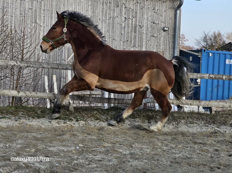 Południowoniemiecki koń zimnokrwisty Wałach 4 lat 168 cm Gniada in Stadlern