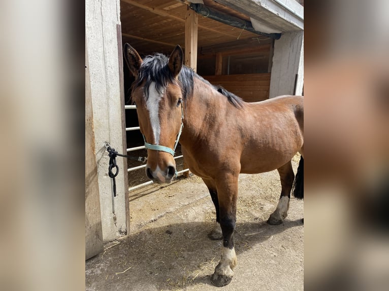 Południowoniemiecki koń zimnokrwisty Wałach 5 lat 165 cm Gniada in Aschbach