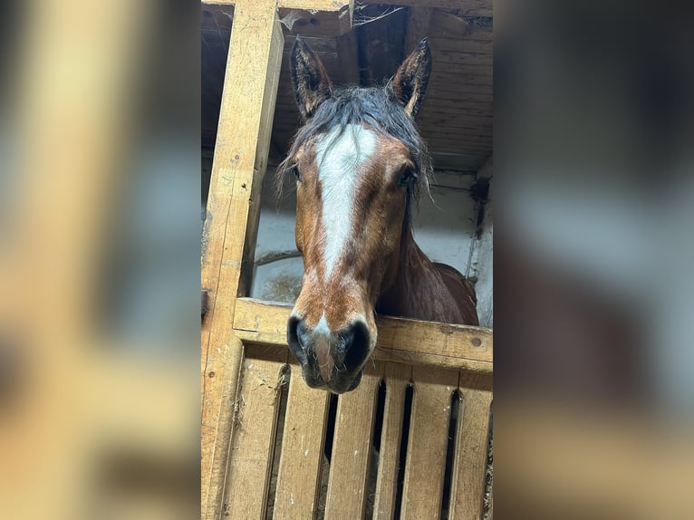 Południowoniemiecki koń zimnokrwisty Wałach 5 lat 165 cm Gniada in Aschbach