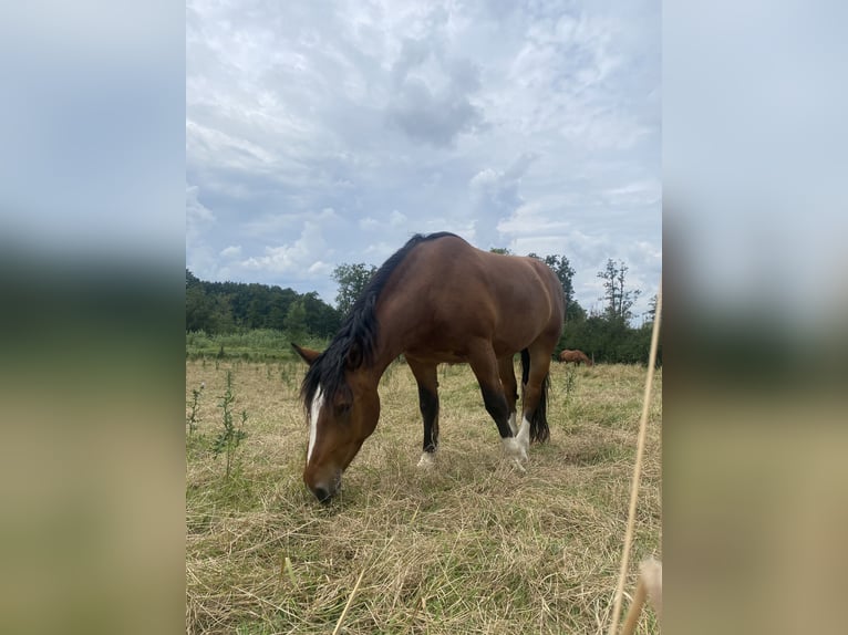 Południowoniemiecki koń zimnokrwisty Wałach 5 lat 165 cm Gniada in Aschbach