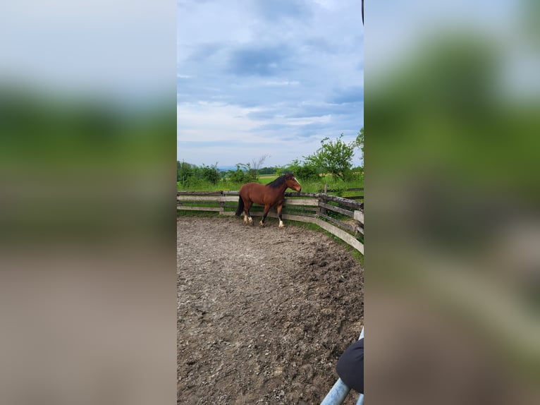 Południowoniemiecki koń zimnokrwisty Wałach 6 lat 165 cm Gniada in Aschbach