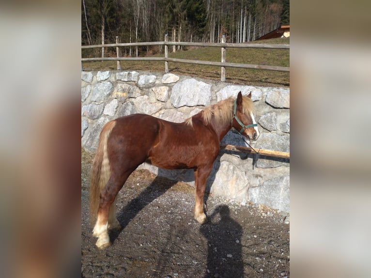 Południowoniemiecki koń zimnokrwisty Wałach 6 lat 173 cm Kasztanowata in Grafenweg