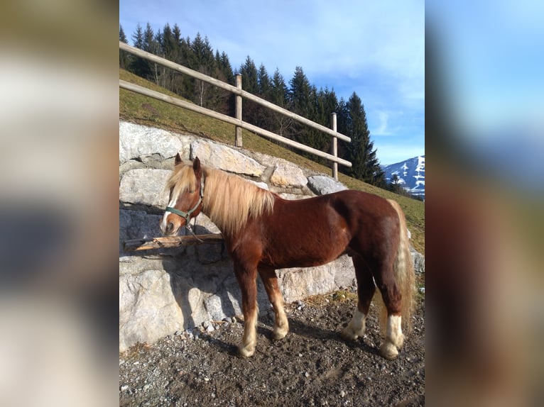 Południowoniemiecki koń zimnokrwisty Wałach 6 lat 173 cm Kasztanowata in Grafenweg