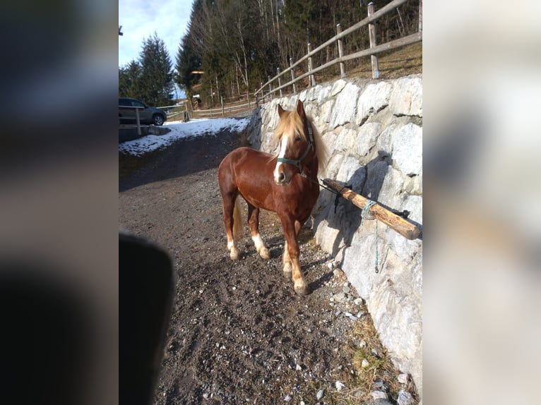 Południowoniemiecki koń zimnokrwisty Wałach 6 lat 173 cm Kasztanowata in Grafenweg