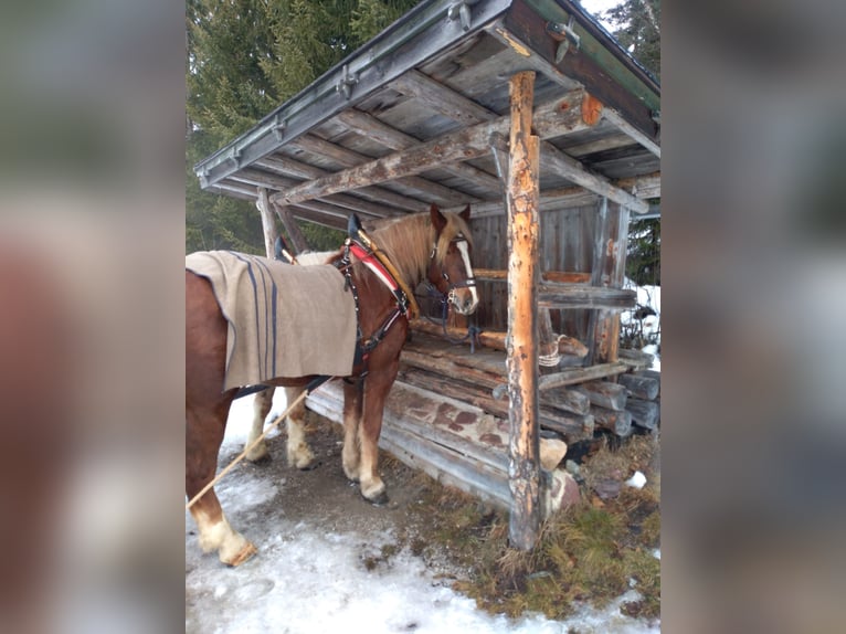 Południowoniemiecki koń zimnokrwisty Wałach 6 lat 173 cm Kasztanowata in Grafenweg