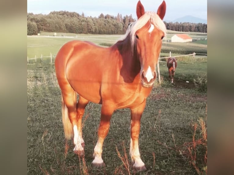Południowoniemiecki koń zimnokrwisty Wałach 7 lat 165 cm Kasztanowata in Eurasburg