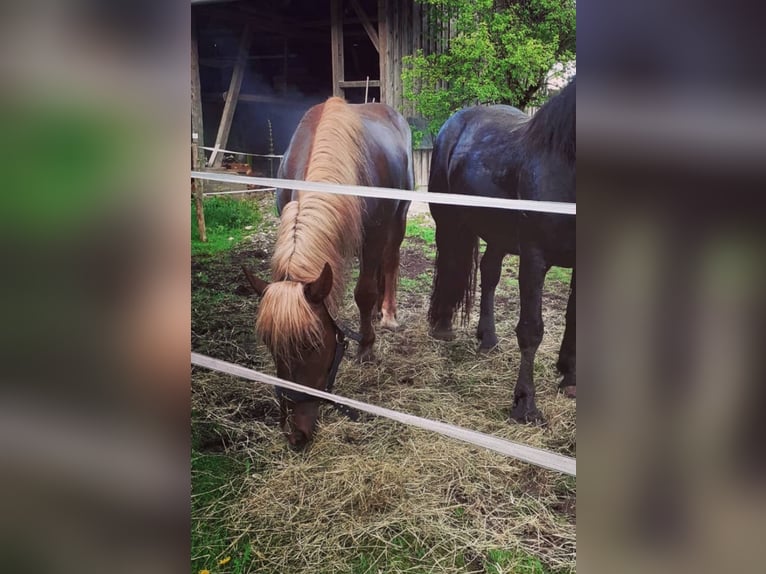 Południowoniemiecki koń zimnokrwisty Wałach 7 lat 165 cm Kasztanowata in Eurasburg