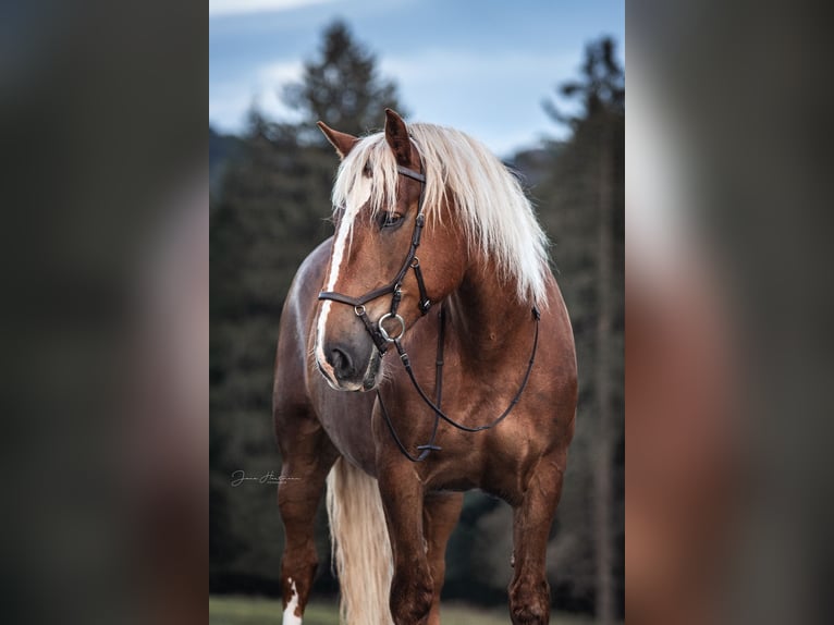 Południowoniemiecki koń zimnokrwisty Wałach 8 lat 167 cm Kasztanowata in Steingaden