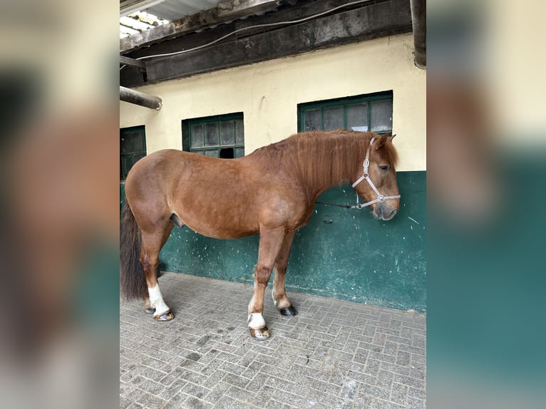 Południowoniemiecki koń zimnokrwisty Wałach 8 lat 170 cm Ciemnokasztanowata in Leverkusen