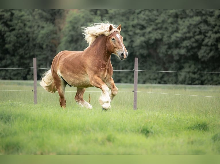 Południowoniemiecki koń zimnokrwisty Wałach 9 lat 165 cm Kasztanowata in Haren